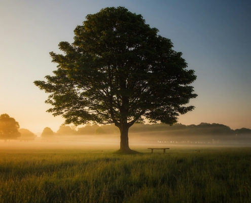 green leafed tree surrounded by fog during daytime